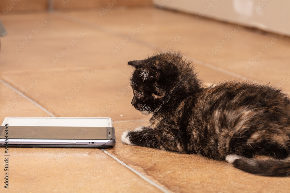 Cats and kittens in animal shelter in Belgium Stock Photo | Adobe Stock Cats and kittens in animal shelter in Belgium Stock Photo | Adobe Stock