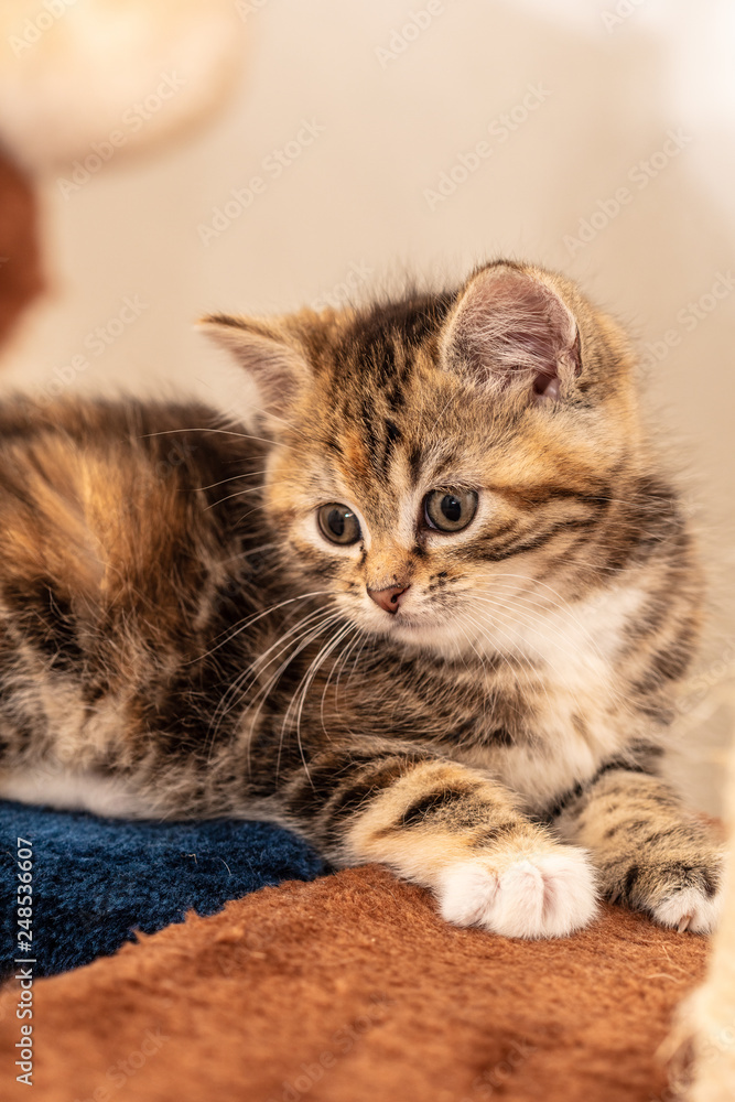 Cats and kittens in animal shelter in Belgium