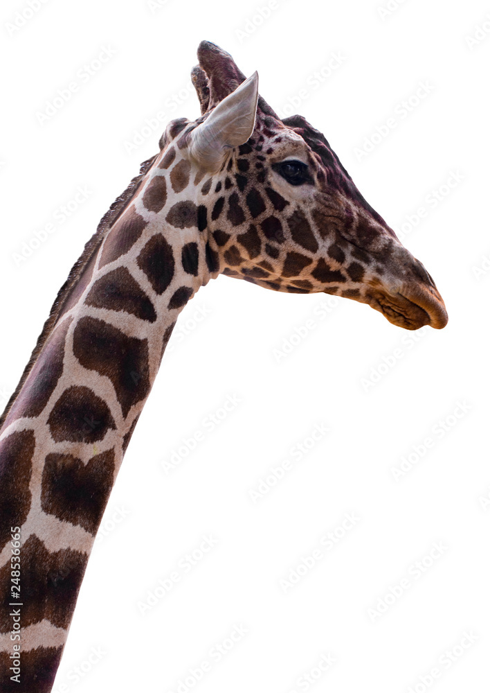 Naklejka premium giraffe isolate on white background with clipping path
