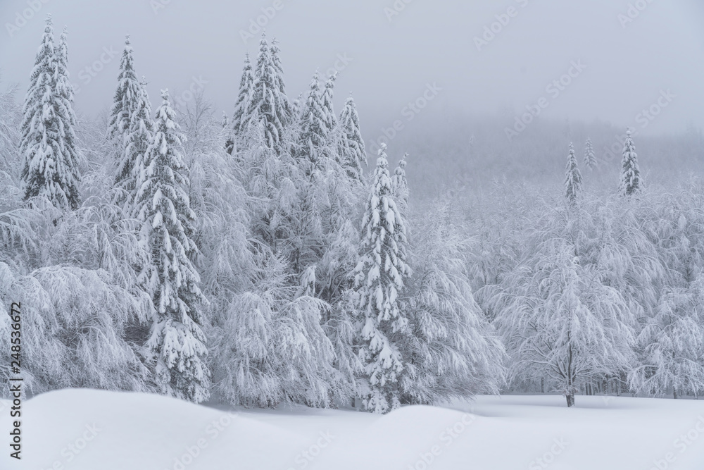 Fototapeta premium Fairytale forest landscape in winter season