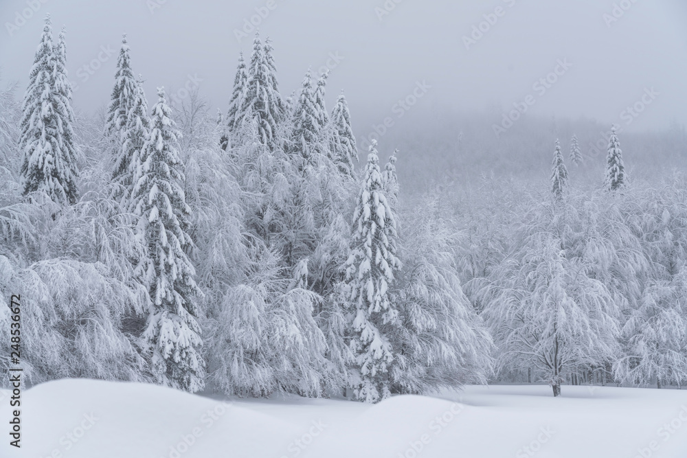 Fairytale forest landscape in winter season