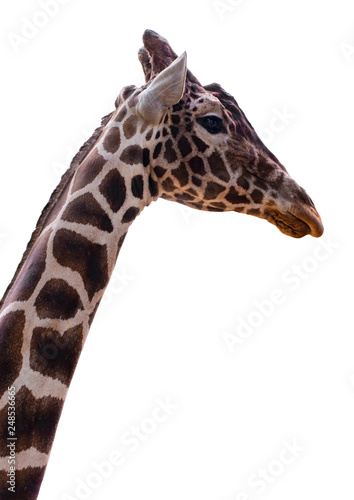  giraffe isolate on white background with clipping path © Oleksandr