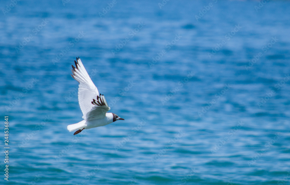 Seagull flying free, Garda Lake, Italy