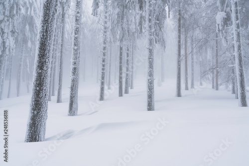 Fairytale forest landscape in winter season © Daniel M