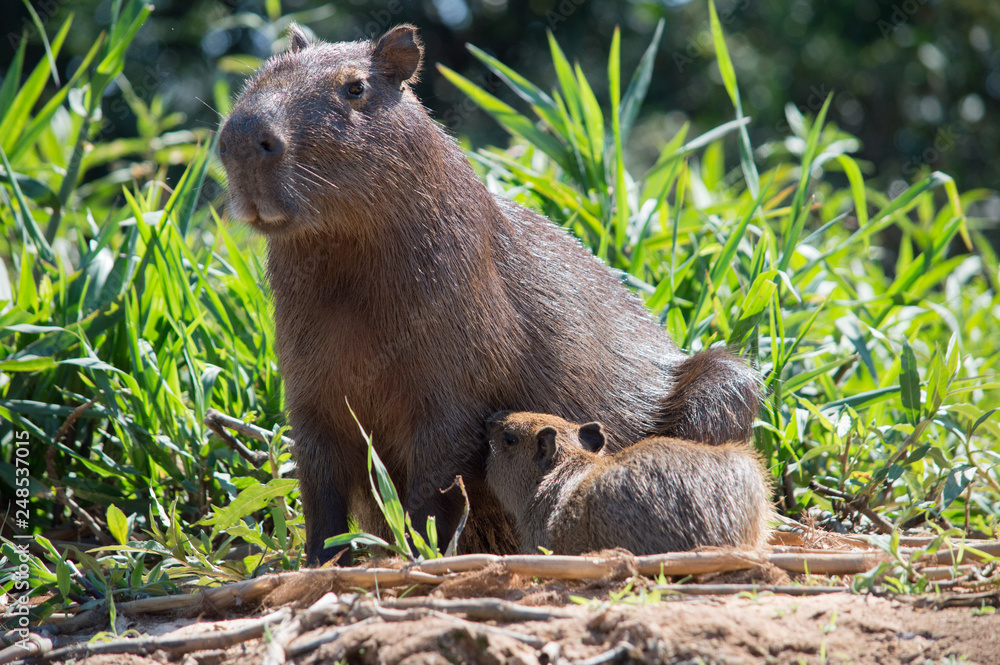 Capybara feeding its baby and watching for threats, Pantanal, Brasil Capybara feeding its baby and watching for threats, Pantanal, Brasil