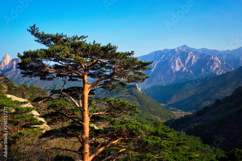 Tree in Seoraksan National Park, South Korea