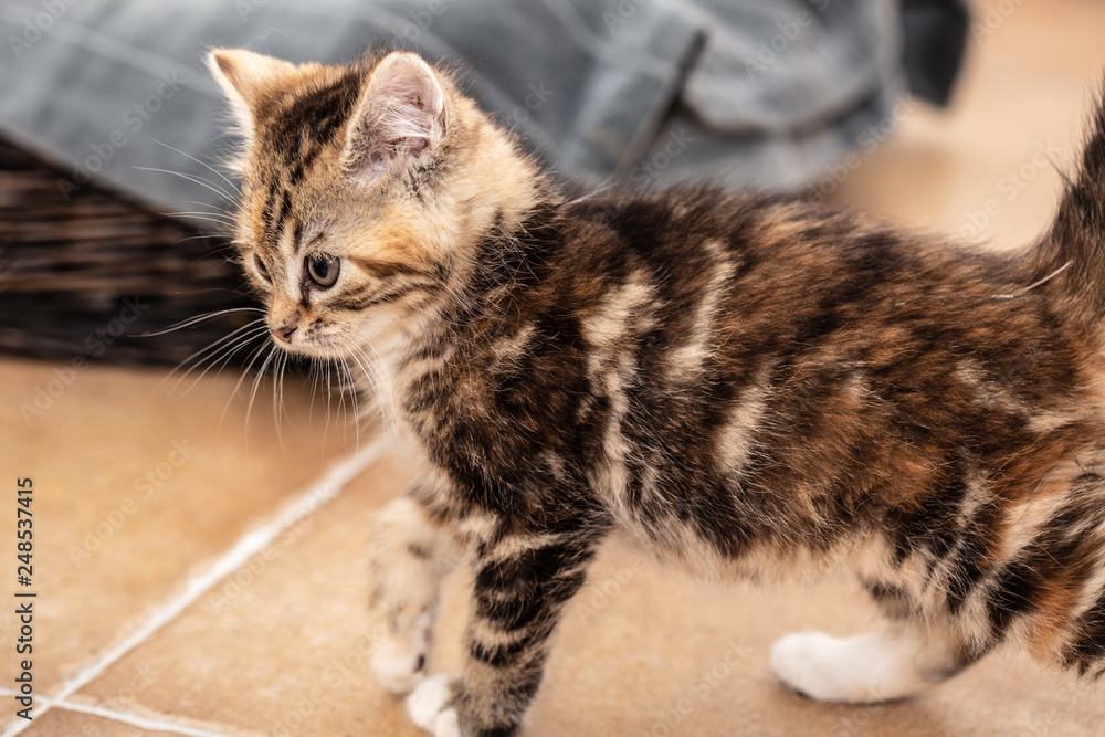 Cats and kittens in animal shelter in Belgium Stock Photo | Adobe Stock Cats and kittens in animal shelter in Belgium Stock Photo | Adobe Stock