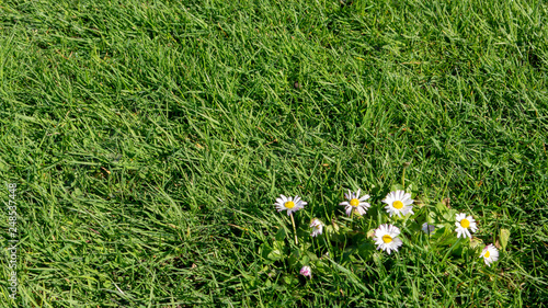 Daisies in Grass