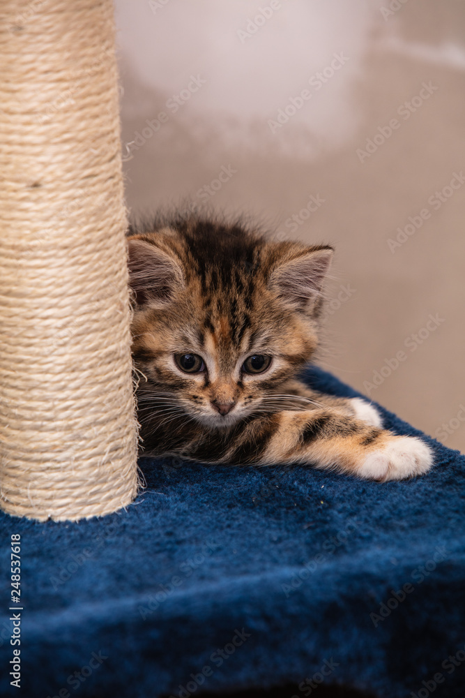 Cats and kittens in animal shelter in Belgium Stock Photo | Adobe Stock