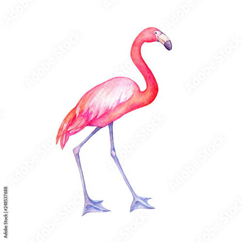 Cute tropical pink flamingo bird  flame-colored . Hand drawn watercolor painting illustration isolated on white background.