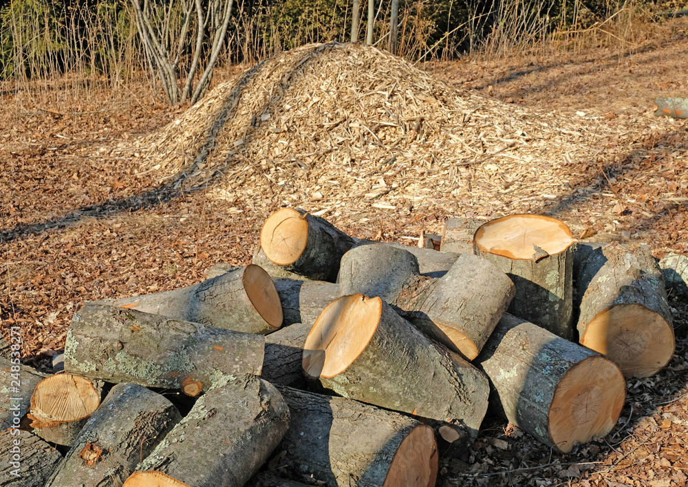 Sawn logs cut to fireplace length, and pile of wood chips from a maple tree  Stock Photo | Adobe Stock