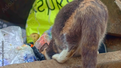Stray cat feeding in trash dumpster