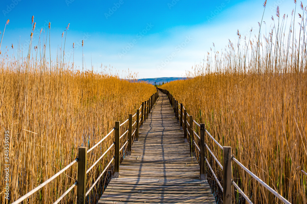 Wooden bridge walkway path on marshes and reeds in front of mountain. This is from Sultan Sazligi and Erciyes Mountain in Kayseri Turkey. Pastoral beautiful landscape background. 