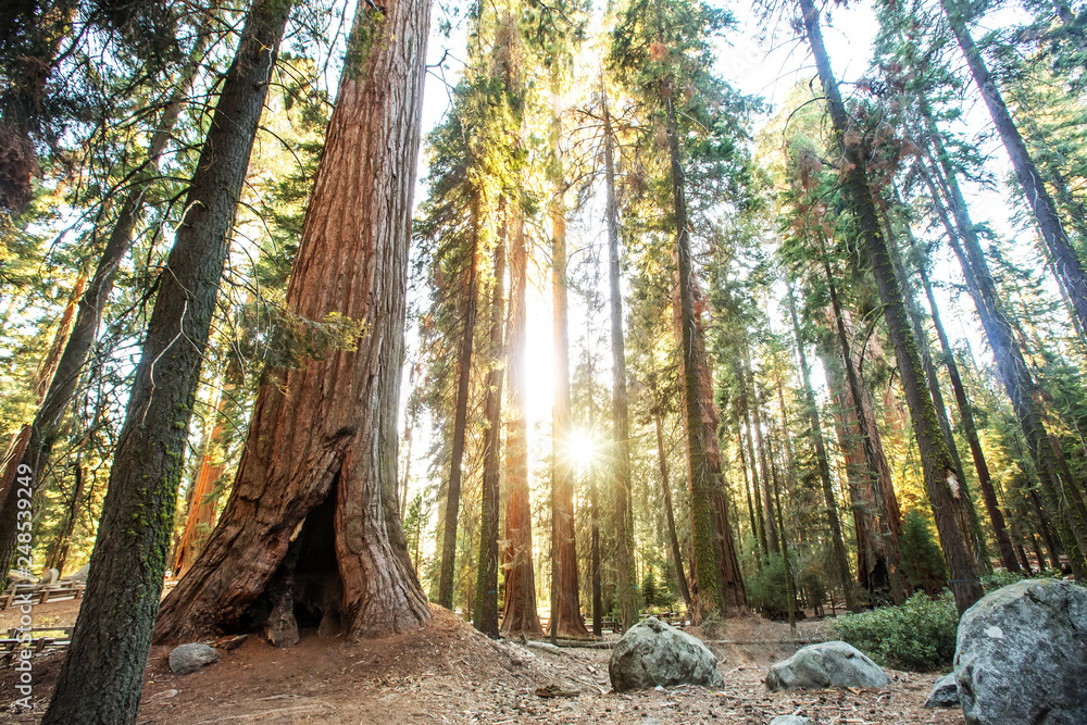 Sunset in Sequoia national park in California, USA Sunset in Sequoia national park in California, USA