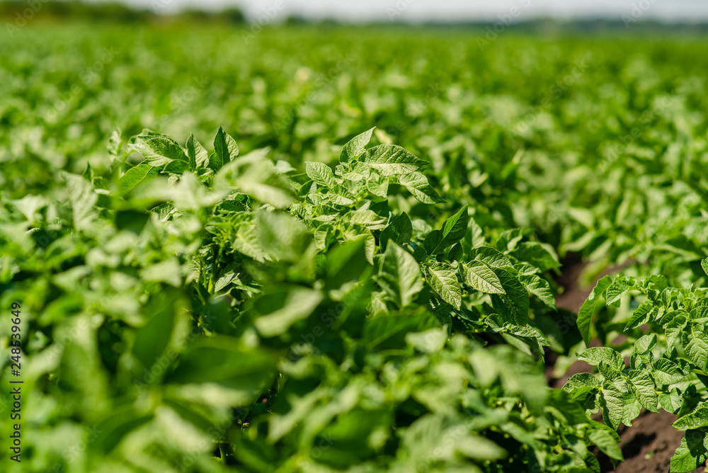 potato field rows with green bushes, close up. potato field rows with green bushes, close up.