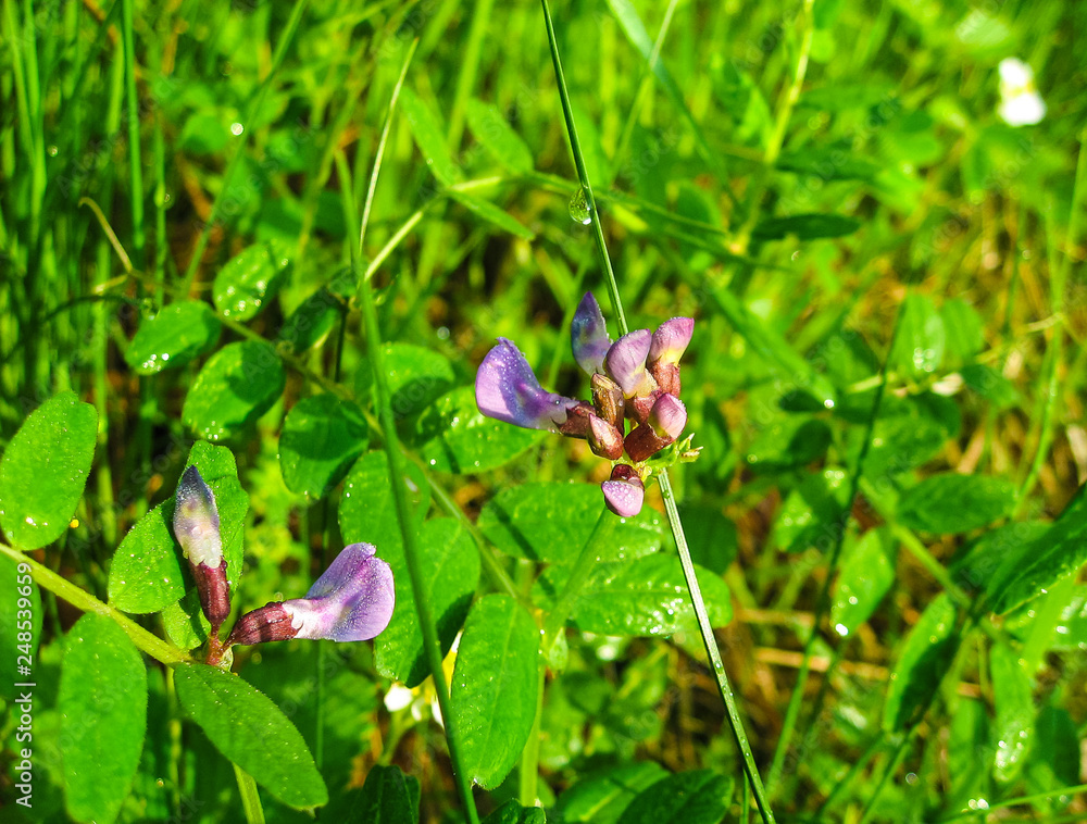 Purple birrd vetch (cow vetch) with drops of dew on a field Purple birrd vetch (cow vetch) with drops of dew on a field