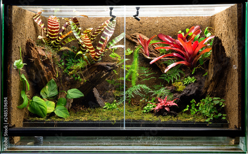 tropical rain forest terrarium. Pet tank vivarium for exotic frogs, lizards or gecko photo