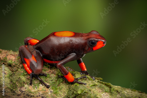 frog Oophaga histrionica, a red bullseye poison dartfrog from the rain forest in Choco, Colombia. A poisonous jungle animal.