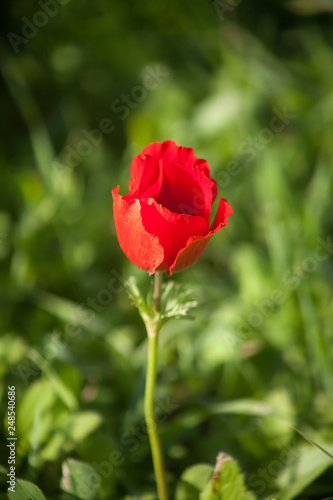 Single anemone bud against green