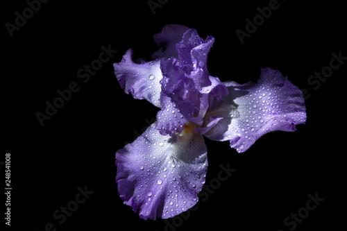 Head of purple iris flower in water drops. Macro photo