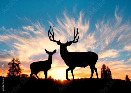 Slika na platnu Mule Deer Sunset