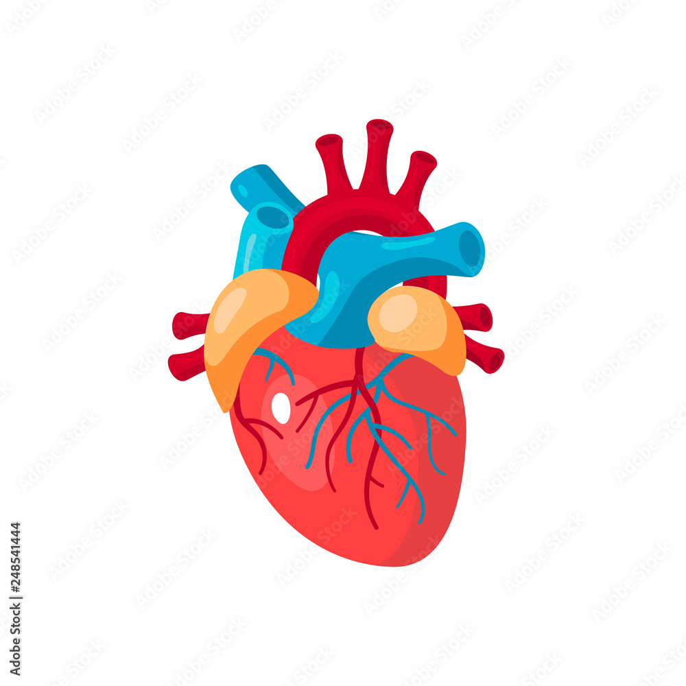 Human heart vector icon in flat style Human heart vector icon in flat style