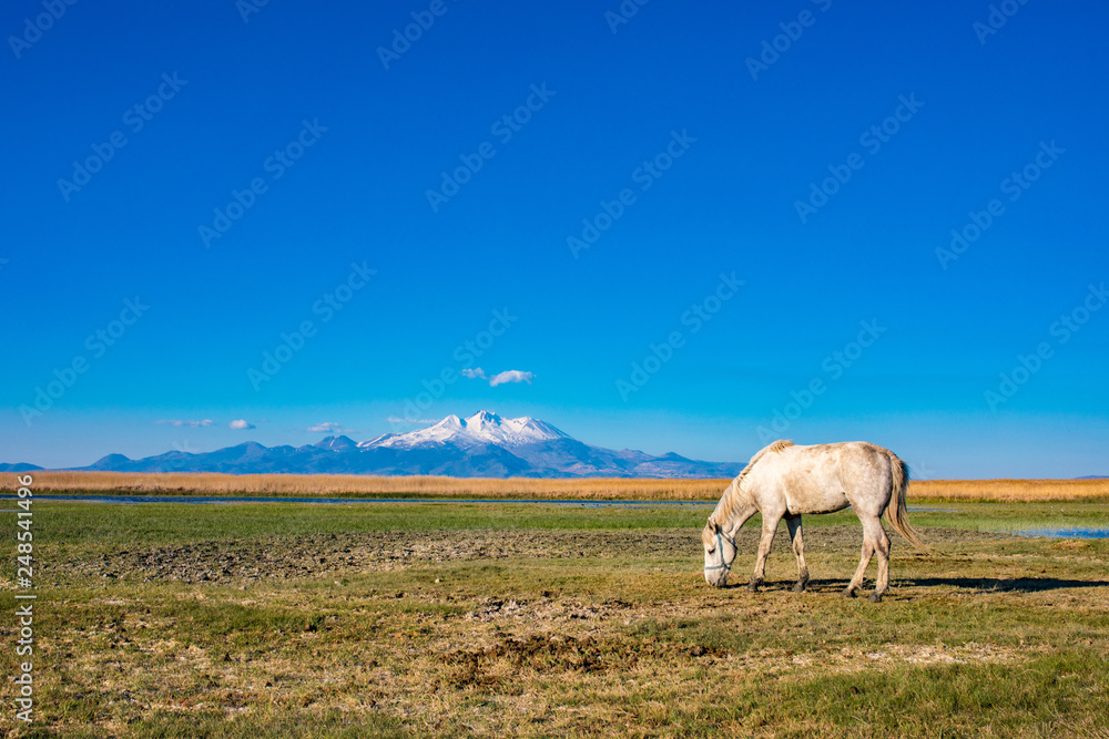 Fototapeta premium White wild free horse running and grazing in the field to the mountain. Erciyes Mountain in Kayseri Turkey. Sultan Sazligi national park in Develi Kayseri Turkey. Beautiful pastoral landscape.