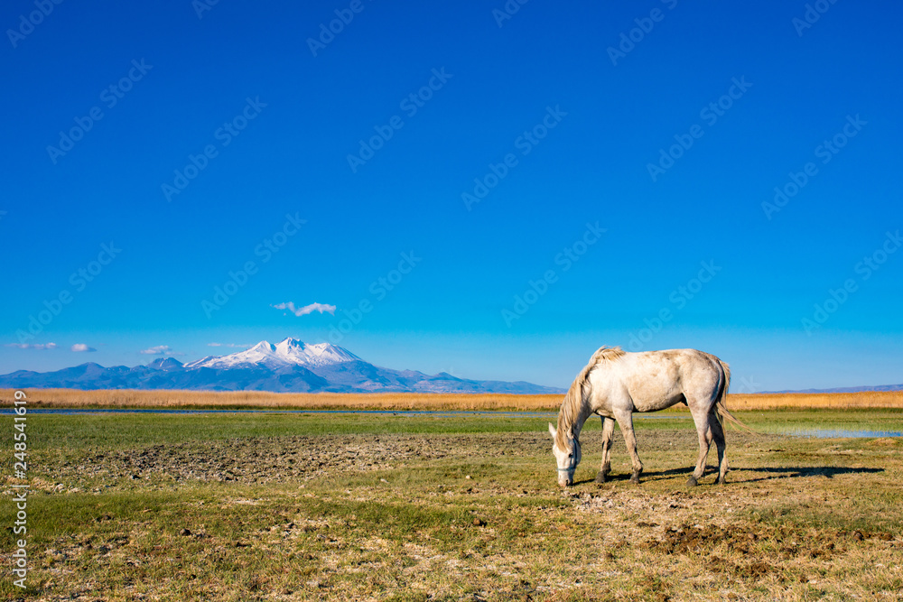 White wild free horse running and grazing in the field to the mountain. Erciyes Mountain in Kayseri Turkey. Sultan Sazligi national park in Develi Kayseri Turkey. Beautiful pastoral landscape. White wild free horse running and grazing in the field to the mountain. Erciyes Mountain in Kayseri Turkey. Sultan Sazligi national park in Develi Kayseri Turkey. Beautiful pastoral landscape.