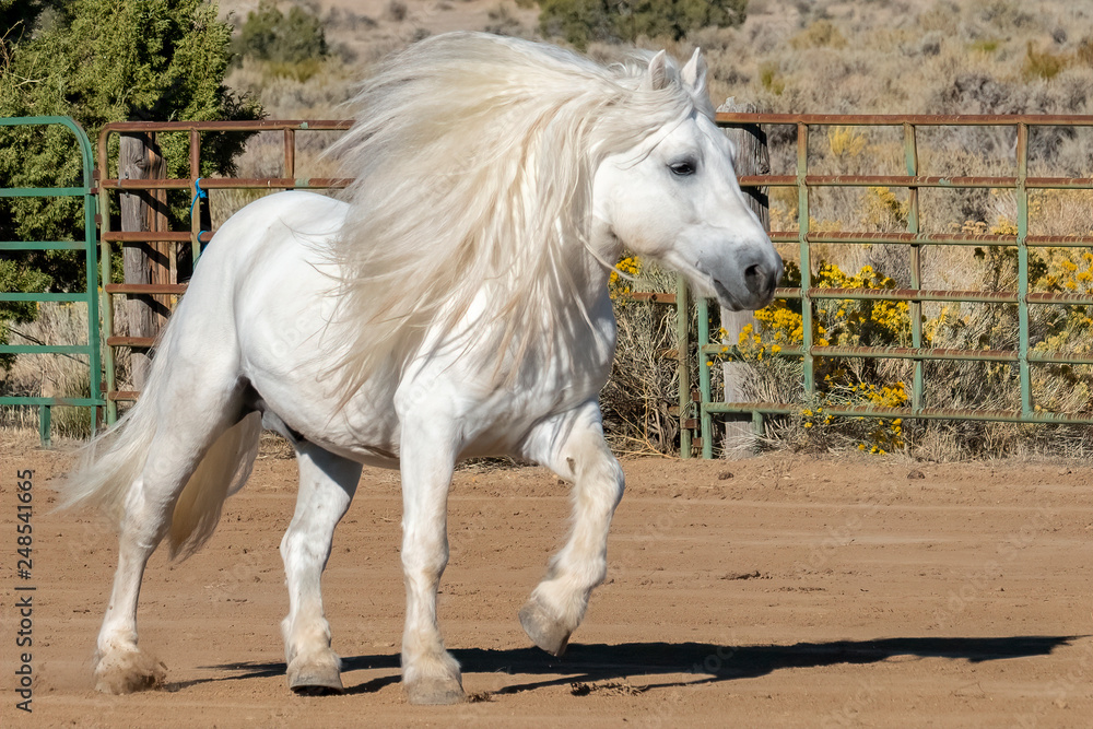 Obraz premium Scottish Highland Pony (Equus caballus)