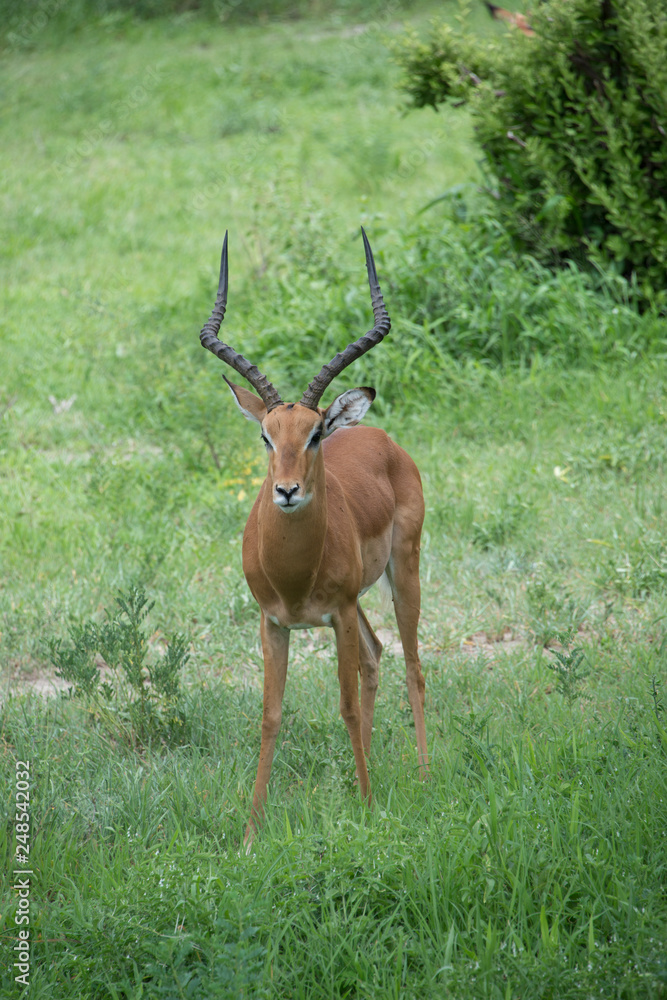 Male gazelle with long spiral twisted horns in Tarangire area of Tanzania, Africa Male gazelle with long spiral twisted horns in Tarangire area of Tanzania, Africa