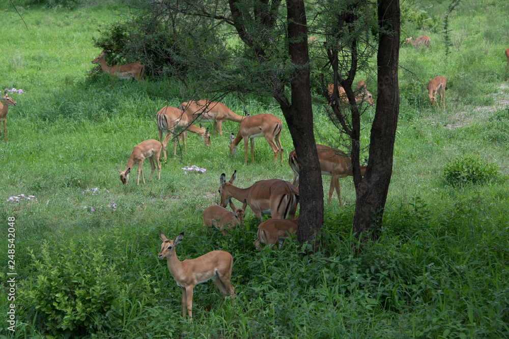 Herd of gazelles with mother gazelles and baby gazelles eating green grasses in Tarangire area of Tanzania, Africa Herd of gazelles with mother gazelles and baby gazelles eating green grasses in Tarangire area of Tanzania, Africa