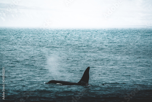 Orca Killer whale near the Iceland mountain coast during winter. Orcinus orca in the water habitat, wildlife scene from nature. Whales in beautiful landscape, snow on the hills. © Mathias