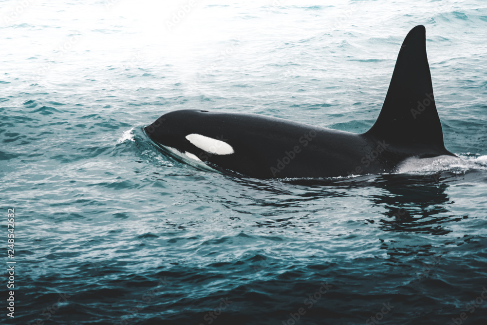 Fototapeta premium Orca Killer whale near the Iceland mountain coast during winter. Orcinus orca in the water habitat, wildlife scene from nature. Whales in beautiful landscape, snow on the hills.