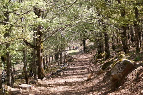 path in the forest