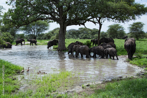Photography Herd of elephants with mother and babies wading in river water beneath the Acaci