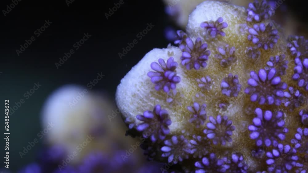 Montipora Digitata German Timelapse Montipora Digitata German Timelapse