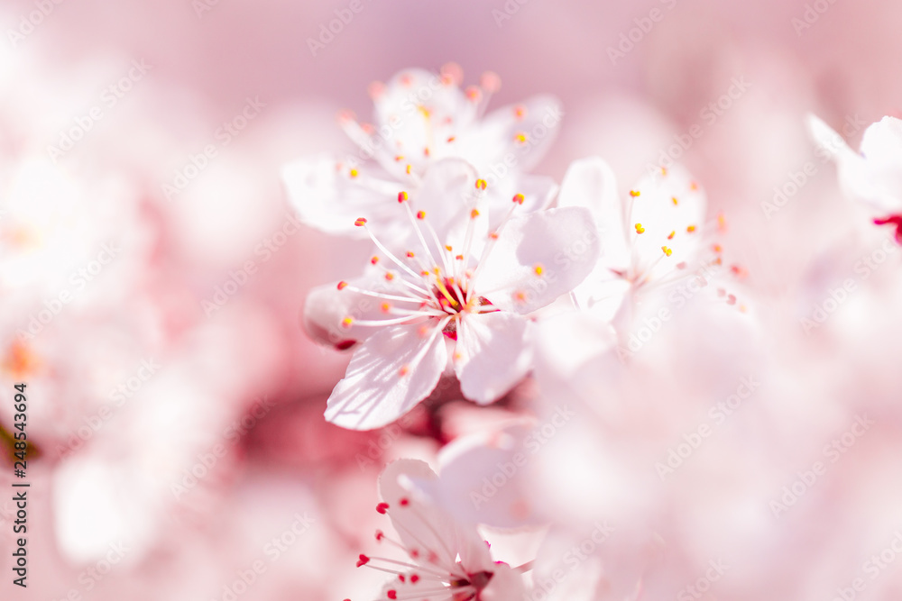 Pink sakura flower bloom in spring season. Vintage sweet cherry blossom soft tone texture background. - obrazy, fototapety, plakaty 