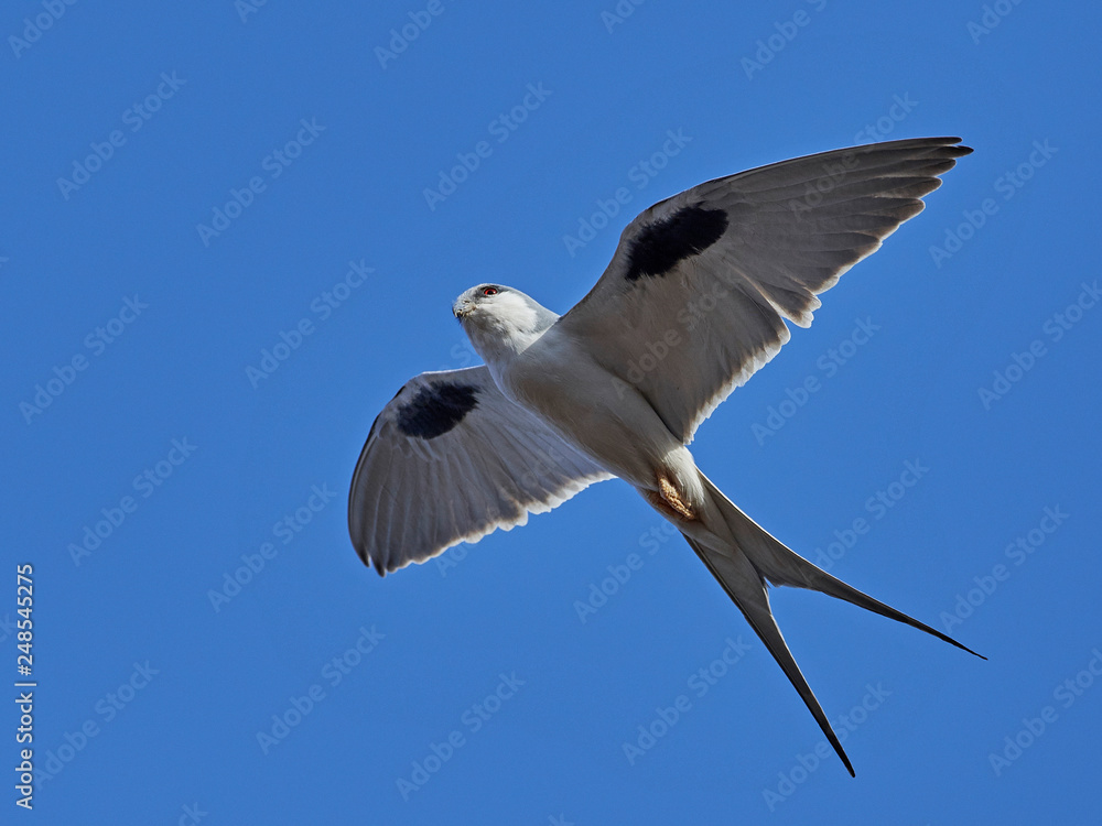 Obraz premium African swallow-tailed kite (Chelictinia riocourii)