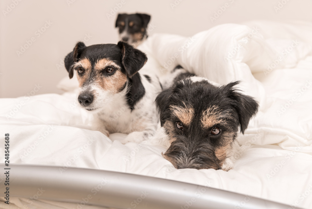 A group of funny dogs are lying and sleeping in a bed. Three little Jack Russell Terrier dog.