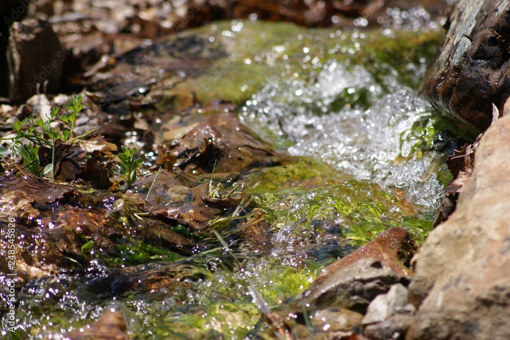stream in forest stream in forest