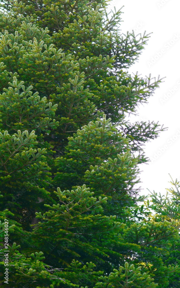 Fototapeta premium fir trees against a bright blue sky