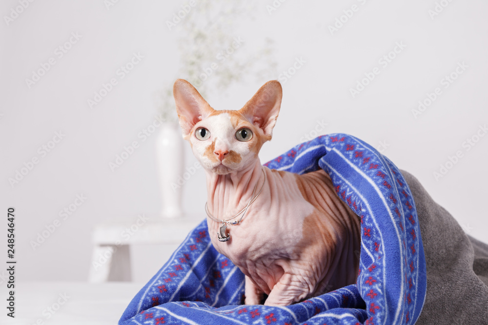 Naked cat canadian Sphinx sitting covered with a blanket on a blurred background of a white wall and a vase of flowers