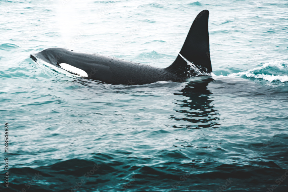Obraz premium Orca Killer whale near the Iceland mountain coast during winter. Orcinus orca in the water habitat, wildlife scene from nature. Whales in beautiful landscape, snow on the hills.