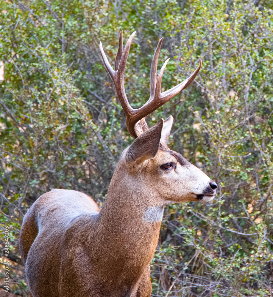 Obraz premium Deer at King Gillette Ranch