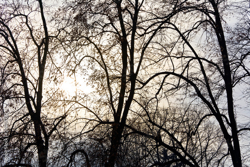 Silhouettes of a trees