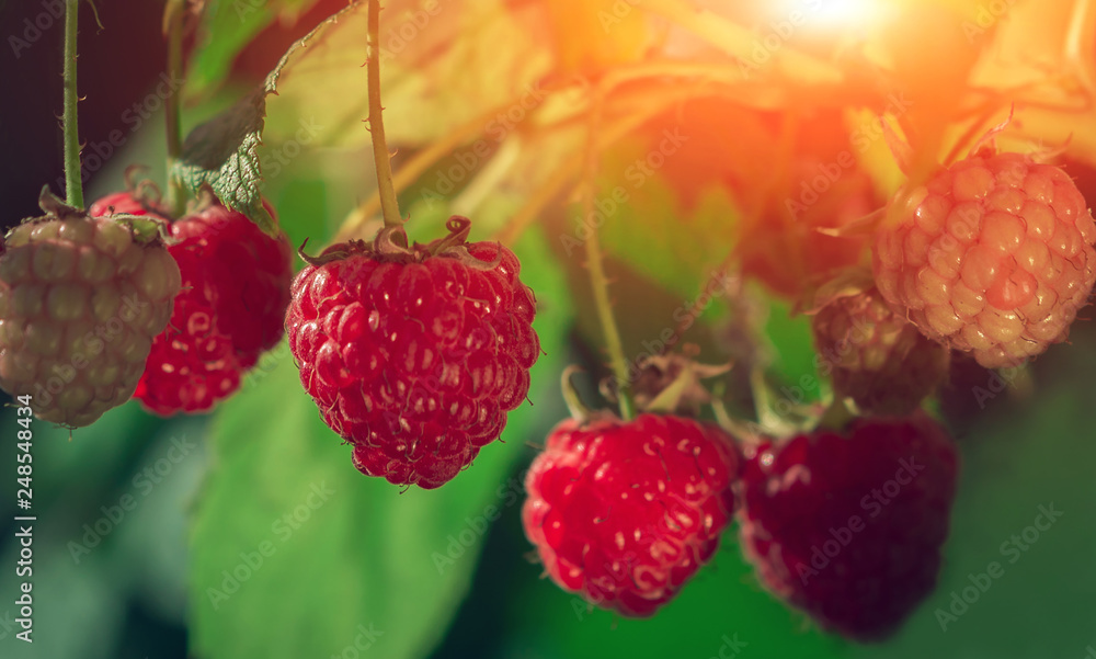 ripe raspberries in garden at sunset. Red sweet berries on raspberry bush. ripe raspberries in garden at sunset. Red sweet berries on raspberry bush.