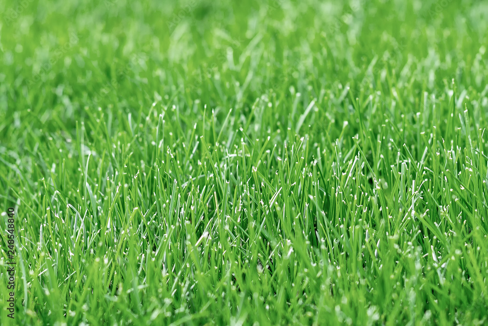 Green grass Green grass