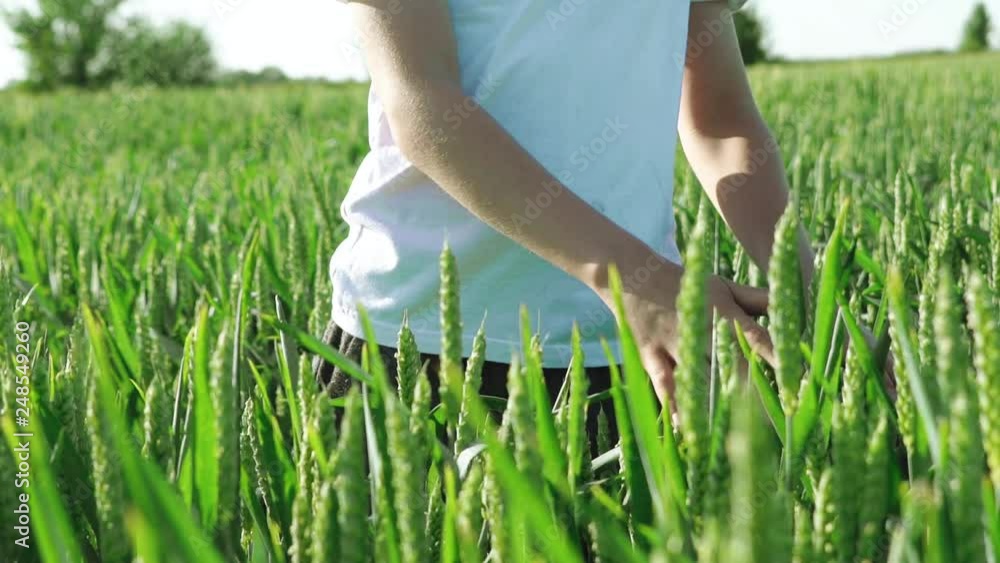 Curious boy touching green wheat flakes on the agriculture field. Boy looking at unripe wheat spikelets and handle them by hands. Slow motion Curious boy touching green wheat flakes on the agriculture field. Boy looking at unripe wheat spikelets and handle them by hands. Slow motion