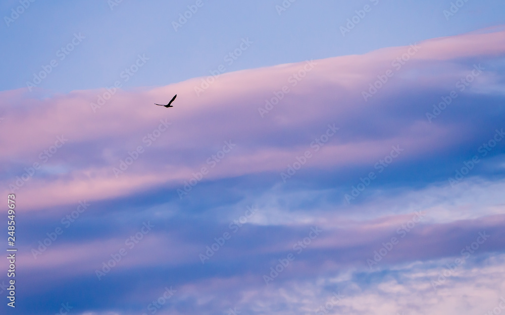 Black wild duck flying - pink and blue clouds in the background Black wild duck flying - pink and blue clouds in the background