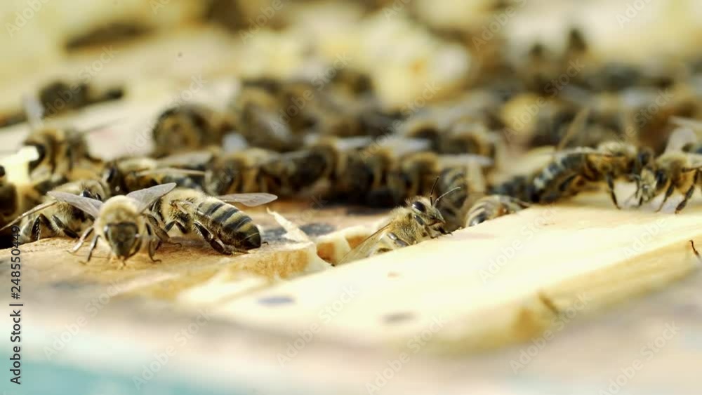 Honey insects crawling on the top of the frames in a beehive on a warm sunny day. Busy bees swarming together on surface in summer. Apiculture close-up Honey insects crawling on the top of the frames in a beehive on a warm sunny day. Busy bees swarming together on surface in summer. Apiculture close-up
